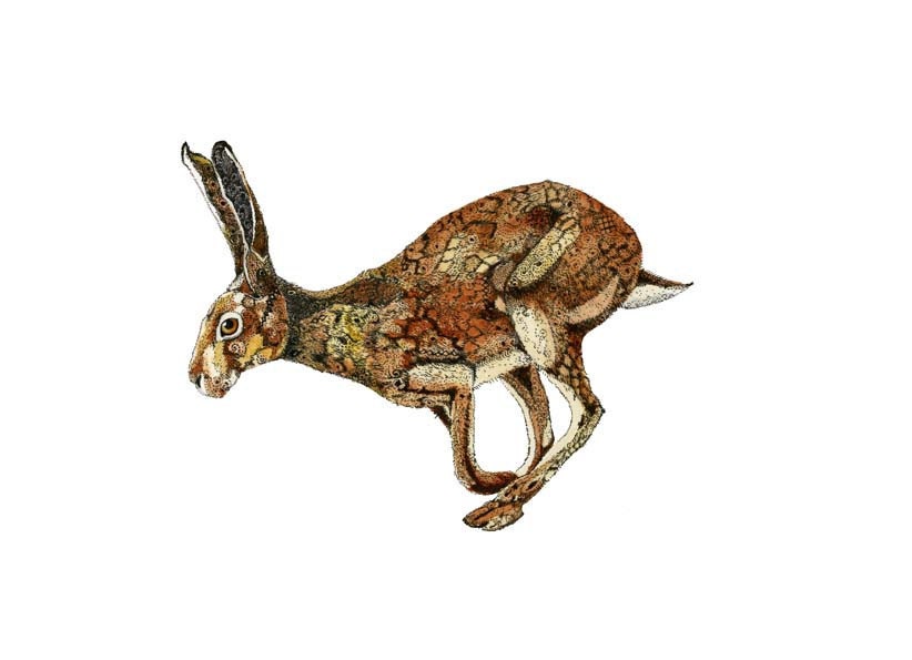 Hare Print Golden Hare illustration 8x11