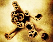 Sticks - Fine Art Photography (8x10 Metallic Paper) IN STOCK.