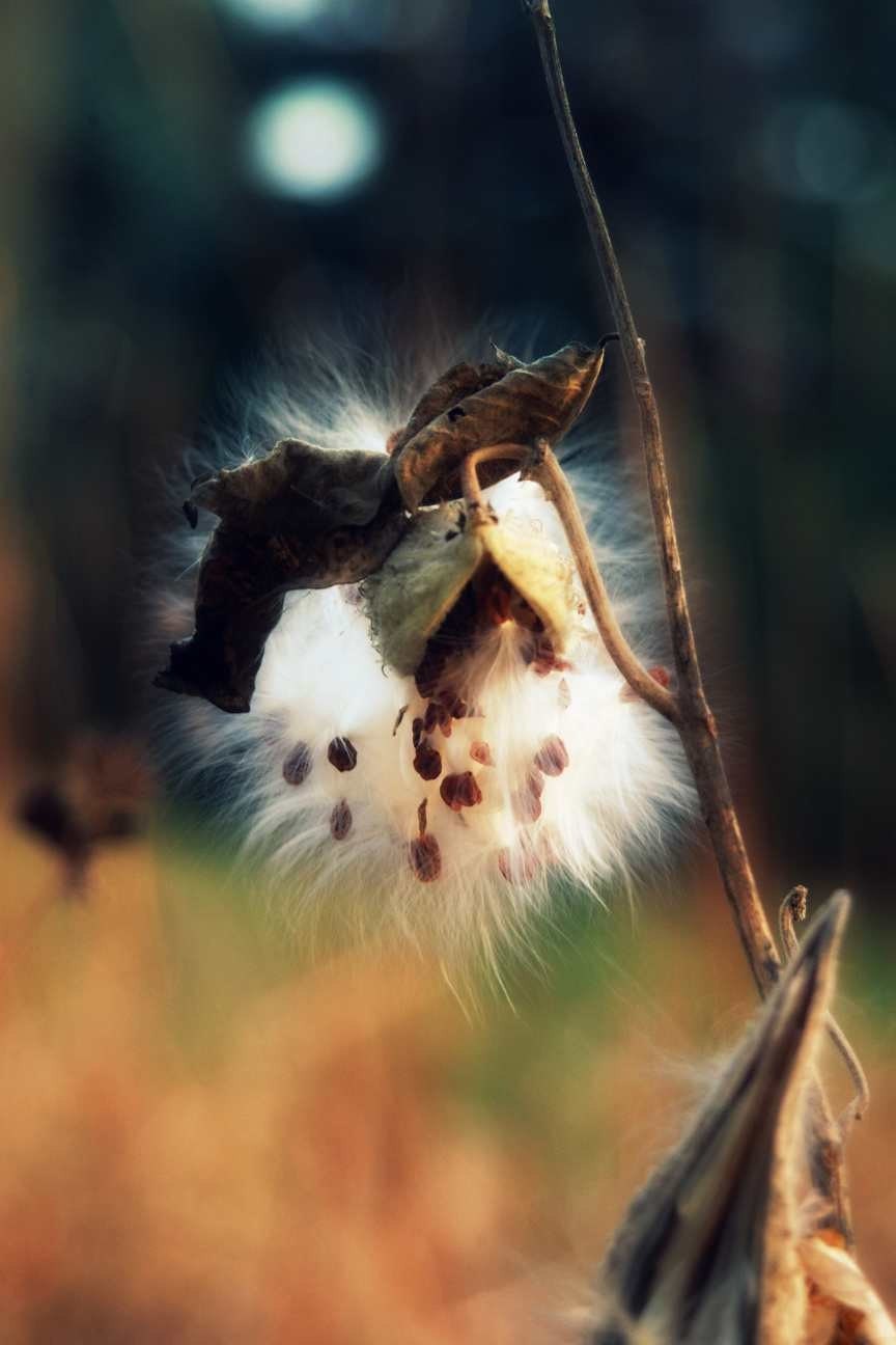 Milk Weed, 4x6 print