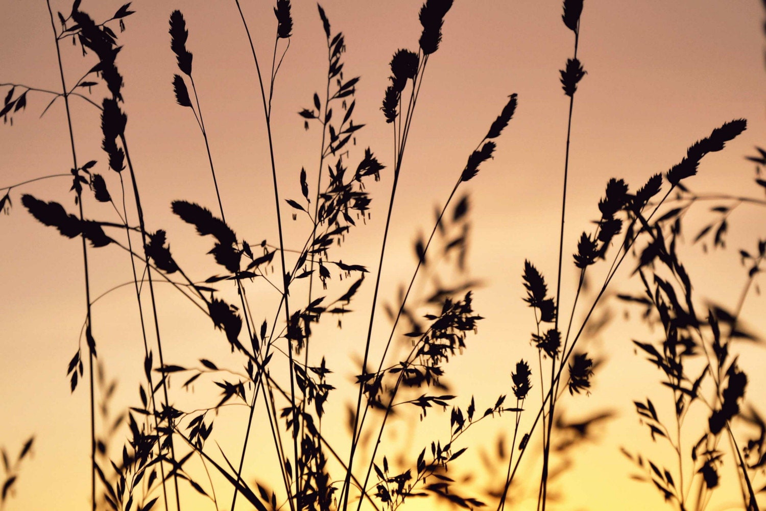 Wheat Field Sunset, 4x6 print