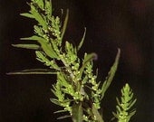 Epazote Mexican Culinary Herb 300 Seeds 80 mg
