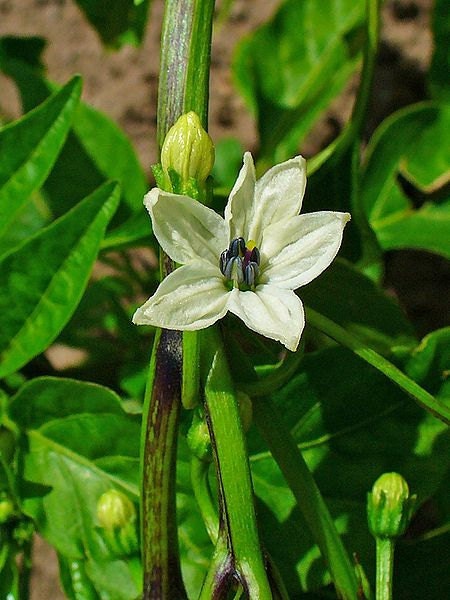 Cayenne Red Hot Pepper 100 Seeds 660 Mg