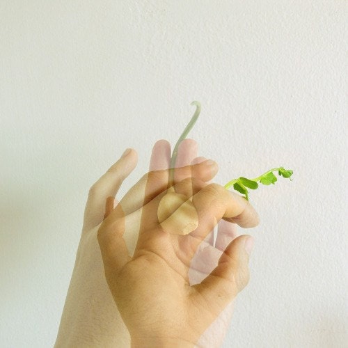 Sprout Print (Pea-rlic)
