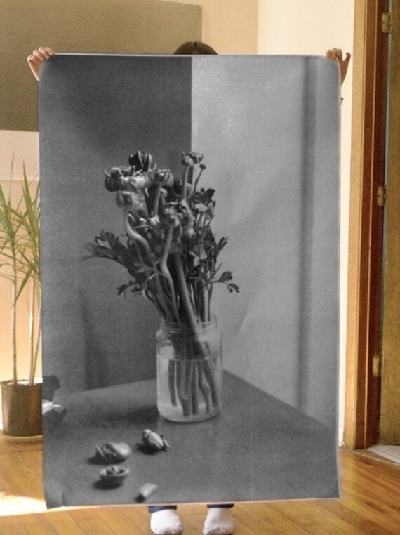 Ranunculus Poster
