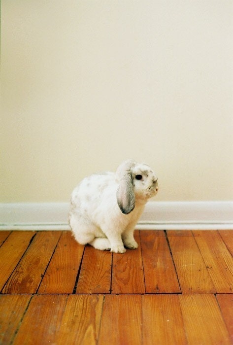 Bunny Portrait Print