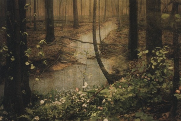 Forest Print (Human Nature) - Discounted 20x25 Artist Proof