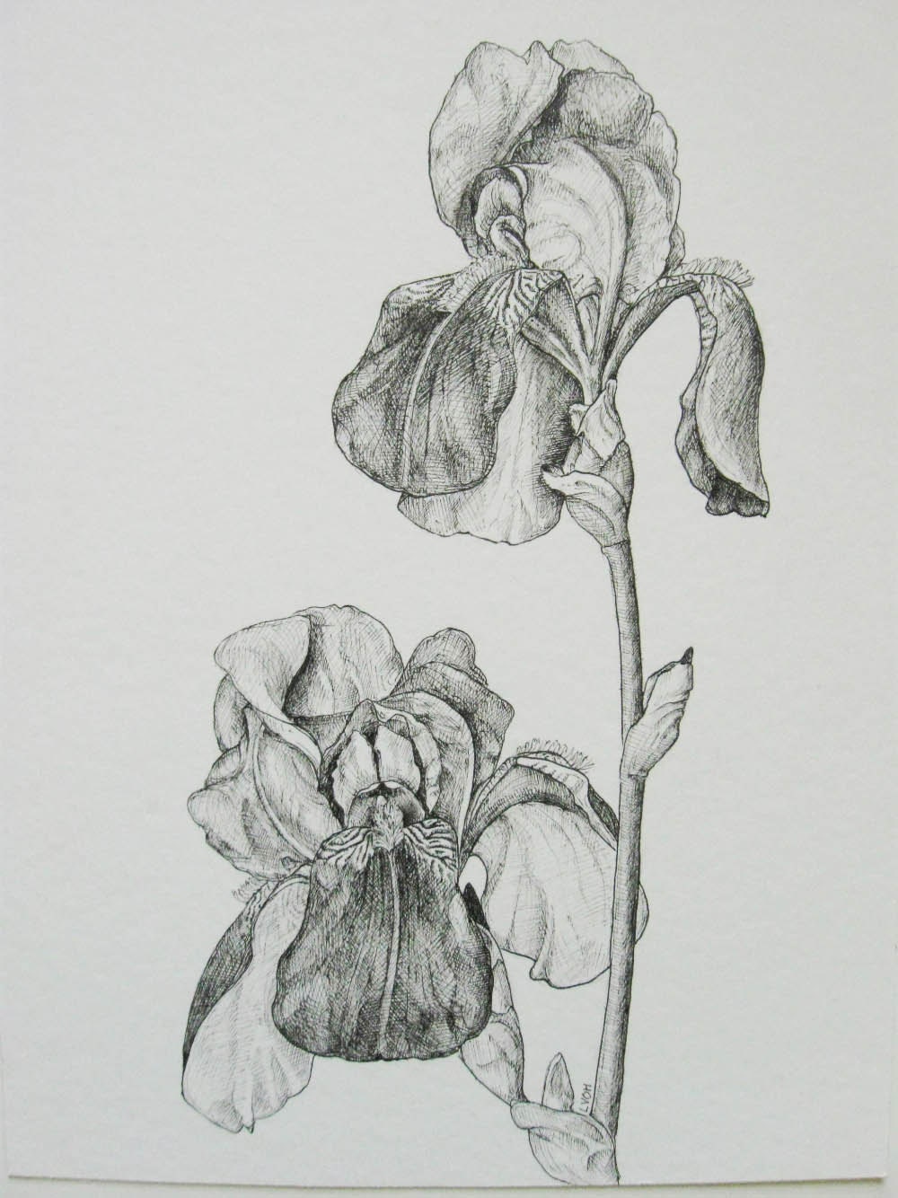 Irises original pen and ink drawing