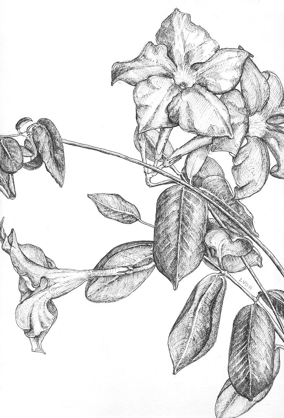 Jasmine flower black and white pen original botanical drawing