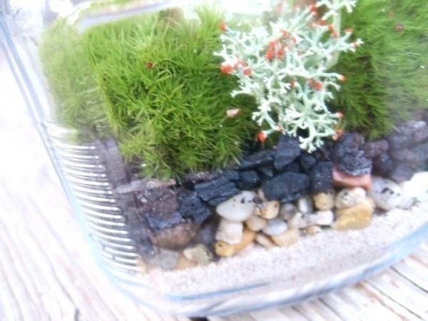 DIY Live Moss Terrarium Kit with easy instructions (PLUS-Free Bonus Moss Variety)