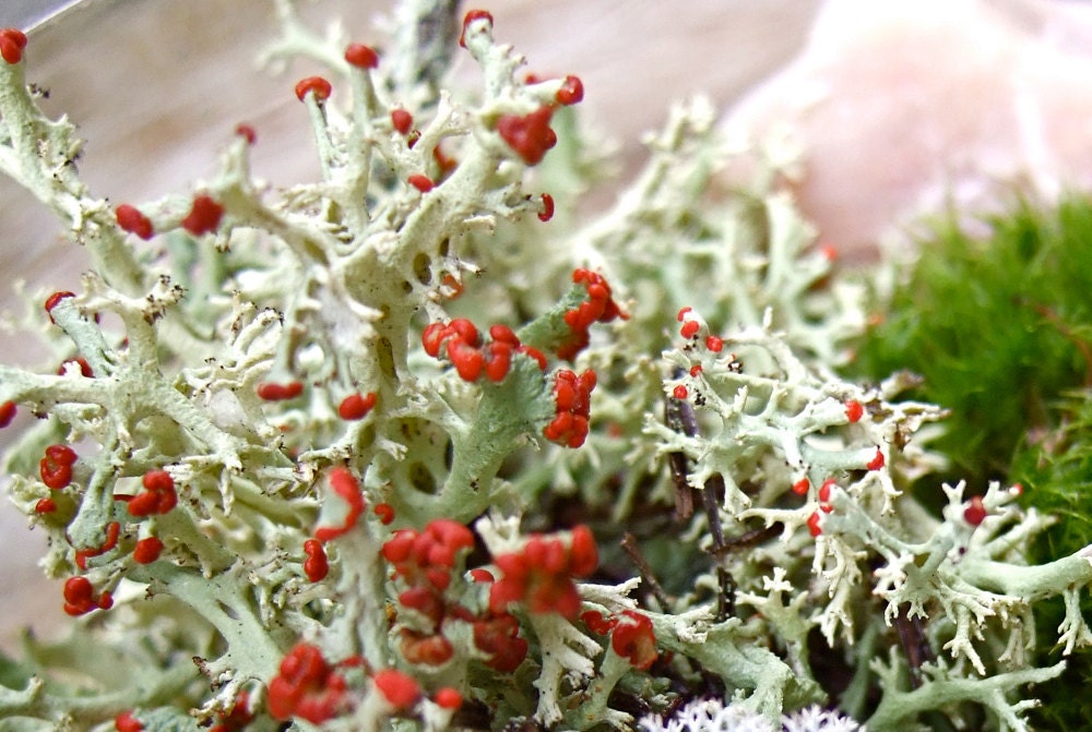 British Soldier Lichen