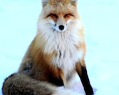 McCall Red Fox posing for the camera