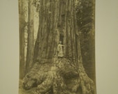 rppc GIANT REDWOOD The Window Tree YOSEMITE 1915