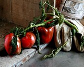 photograph Ripe Red Peppers, 8x10 Fine Art gifts for woman men man