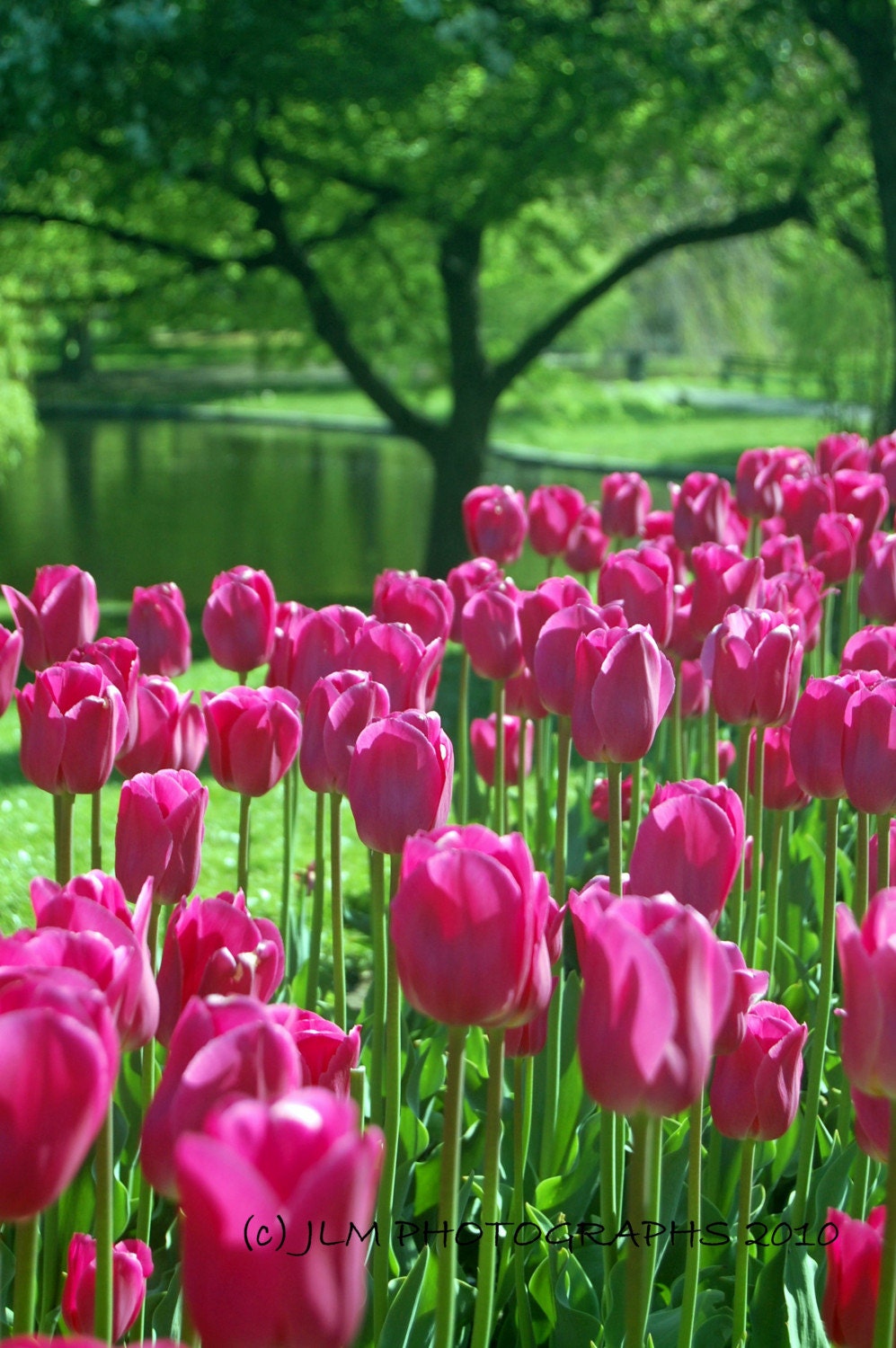 Flower Photography - Pink Tulips Photograph Award Winning Photograph 8 x 10 Boston Public Gardens  Office Wall Art Home Decor Pink Wall Art