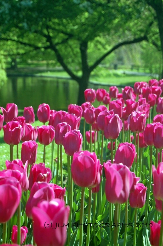 Flower Photography - Pink Tulips Photograph Award Winning Photograph 8 x 10 Boston Public Gardens Office Wall Art Home Decor Pink Wall Art