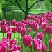 Flower Photography - Pink Tulips Photograph Award Winning Photograph 8 x 10 Boston Public Gardens Office Wall Art Home Decor Pink Wall Art