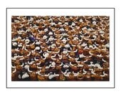 Moo, A Cow Greeting Card