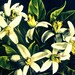 botanical photo ORANGE BLOSSOMS 8x10 large art print tropical deco vintage citrus decor 1930s green yellow cream Florida house wall art