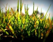 Amazing Plant Set of 4 5x5 Photography Print, Nature Photo, Flowers Bloom, Garden, Grass