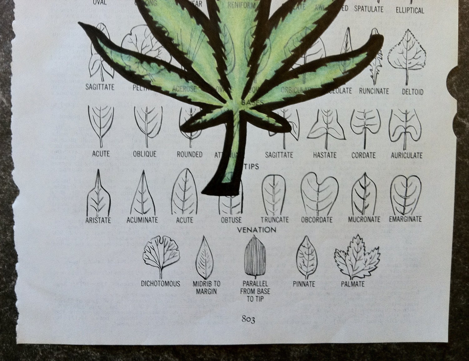 Leaf on Leaf Page