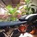 Black Hammock, Hand Woven Natural Cotton with Special Fringe