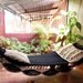 Black Magic Two, Single Hammock hand-woven Natural Cotton Simple Fringe