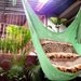 Light Green Wonderful , Hanging Chair Hammock Handmade Cotton for Decoration or Present