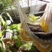 Beige and yellow Sitting Hammock with Fringe, Hanging Chair Natural Cotton and Wood