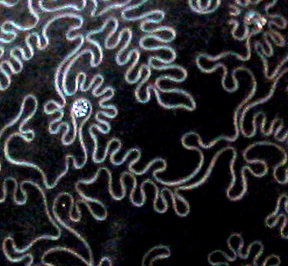 vintage 1950s dress / Black velvet Gorgeous 50s dress ornate Floral details with black beads