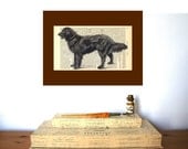 Dog Man s Best Friend Vintage Art Print on Antique 1896 Dictionary Book Page