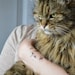 cat temporary tattoo - ONE - single fake cat tatt - 7designs to choose from - realistic tattoo - mix and match - cattoos