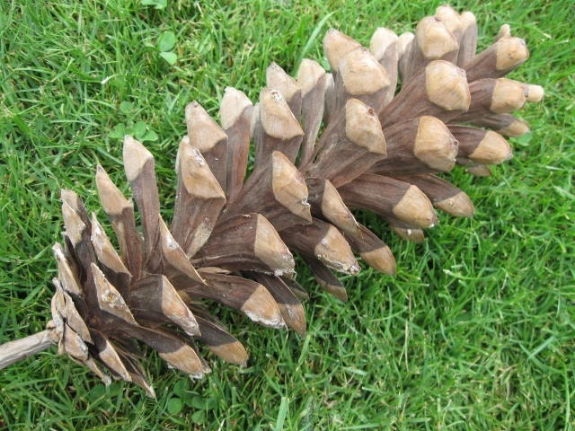 Four Pacific N.W. Pine Cones VERY Limited Quantity Available
