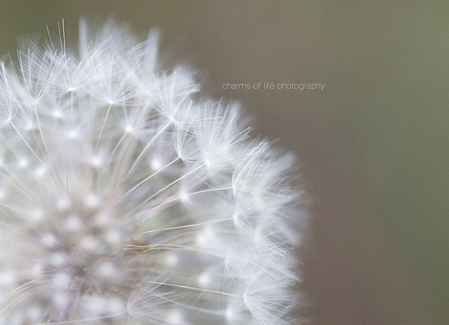Dandelion Whisper 8x10 Print