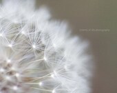 Dandelion Whisper II 8x10 Print
