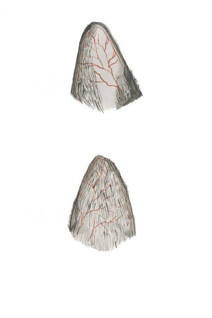 Cat ears illustration print