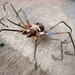 Large spider earring titanium dangle