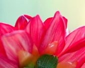 Dahlia - Fine Art Macro Photograph 8 x 10