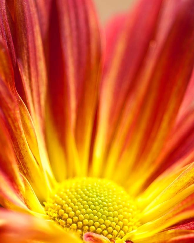 Toward the Sun - Fine Art Macro Photography Print 8 x 10 - Daisy - Flowers - Floral Art - Nature - Home Decor - Rainbow - Fire - Flames - FacingTheLens