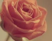 Rose Photograph - Fine Art Print - 8 x 10 - Flower Floral Photography - Feminine - Romantic - Love - Botanical Print - Macro - Dreamy