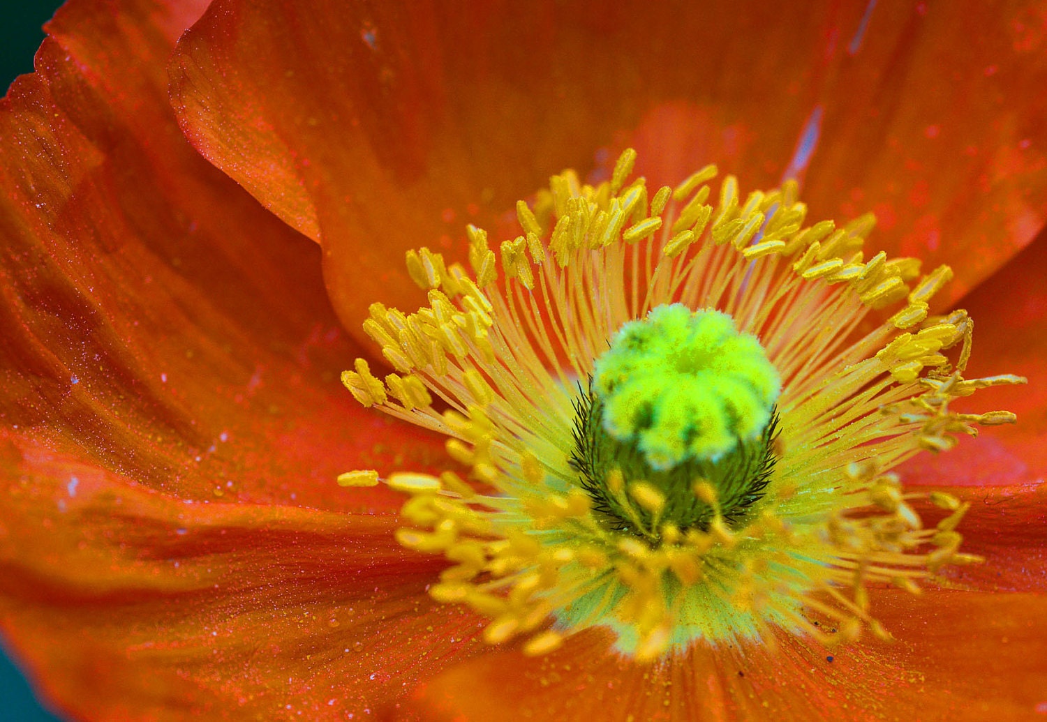 Orange Poppy Flower Photograph Fine Art Macro Metallic Print 5 x 7 Spring Summer Botanical Poppies Nature Floral Bright Happy Colorful