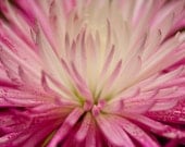 Chrysanthemum Flower Photo Metallic Fine Art 5 x 7 Macro Print Nature Feminine Romantic Floral Botanical Flowers Image Baby Girl Nursery Art
