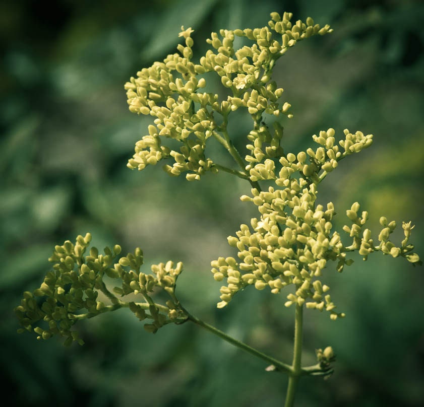 Nature Photographic Print Yellow Flowers 10 x 10 Fine Art Macro Metallic Print Botanical Image Home Decor Vintage Retro Style Moody Dark