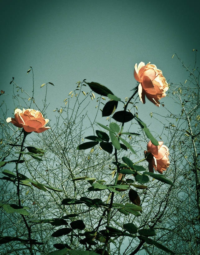 Rose Bush Photograph Landscape Nature Photography 4 x 6 Metallic Print Vintage Retro Style Botanical Floral Art Affordable Home Decor
