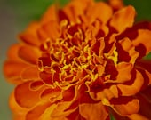 Marigold Flower Photographic Print 5 x 7 Botanical Floral Nature Harvest Pumpkin Orange Fall Autumn Home Decor Affordable Art