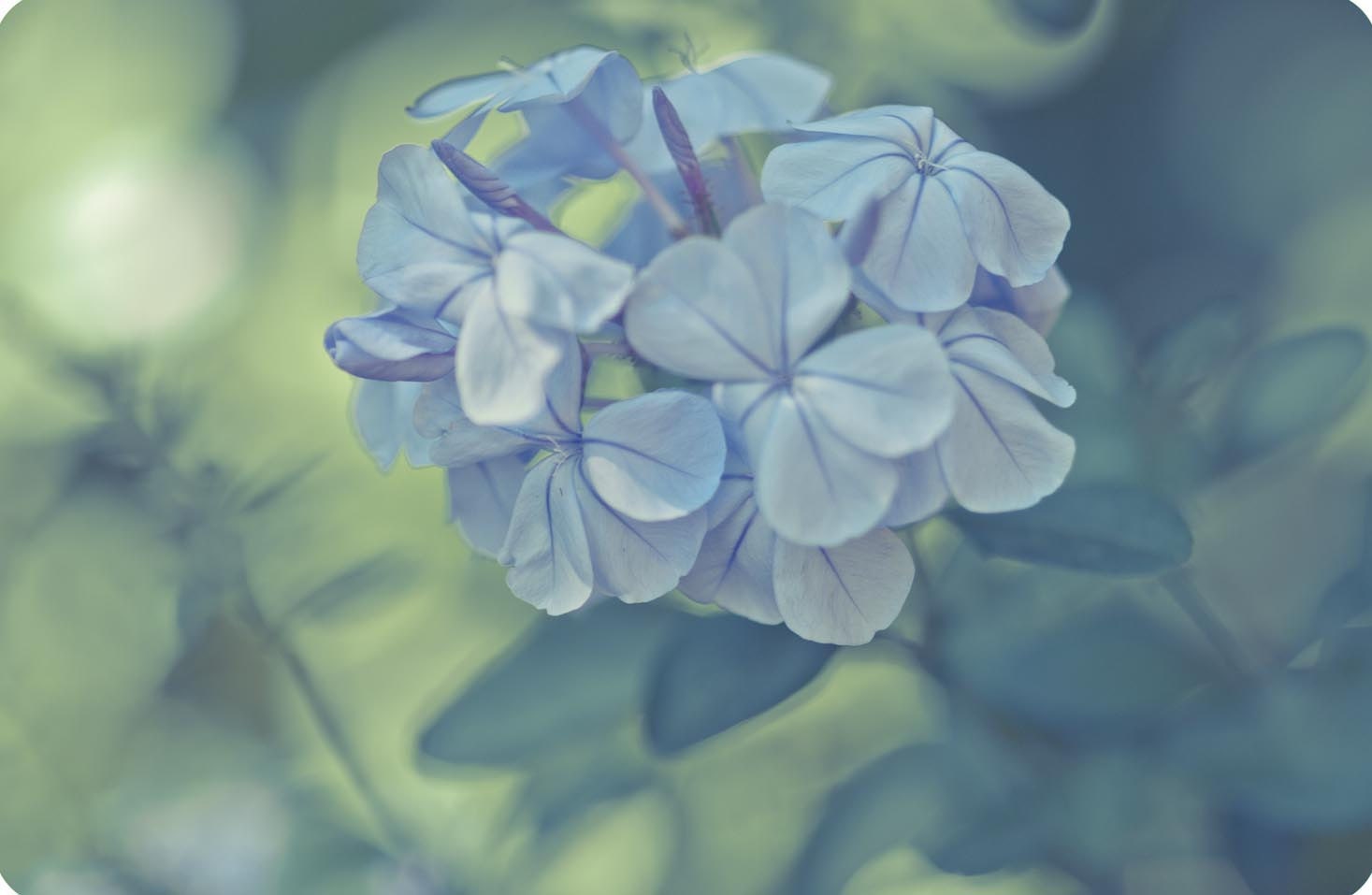 Flower Photographic Print 4 x 6 Faded Ethereal Dreamy Nature Macro Floral Botanical Affordable Art Vintage Retro Style Feminine Sweet