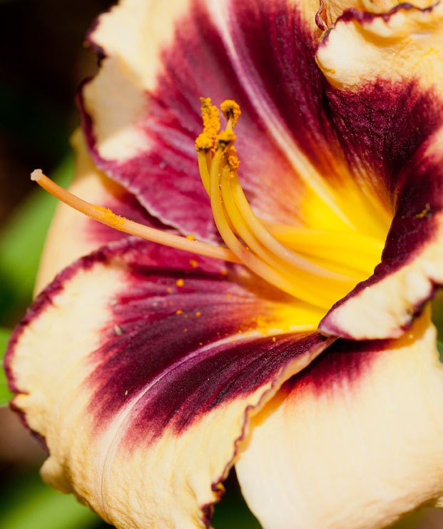 Macro Day Lily Photograph 11 x 14 Home Decor Wall Art Extreme Close Up Vivid Dramatic Nature Print Fine Art Spring Summer Flowers