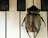 Beetle Plays The Bar - 8x10 Fine Art Photograph - Creole Music in the American South