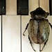 Beetle Plays The Bar - 8x10 Fine Art Photograph - Creole Music in the American South