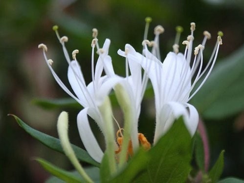 Honeysuckle Fragrance Oil 1 oz. Concentrated Fragrance