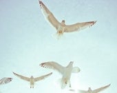 Bird Photograph  - Pastel Photograph - Seagulls : San Francisco, California